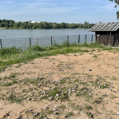 Direkte Rheinlage! Sanierter Bungalow mit Garage in Niederkassel-Lülsdorf